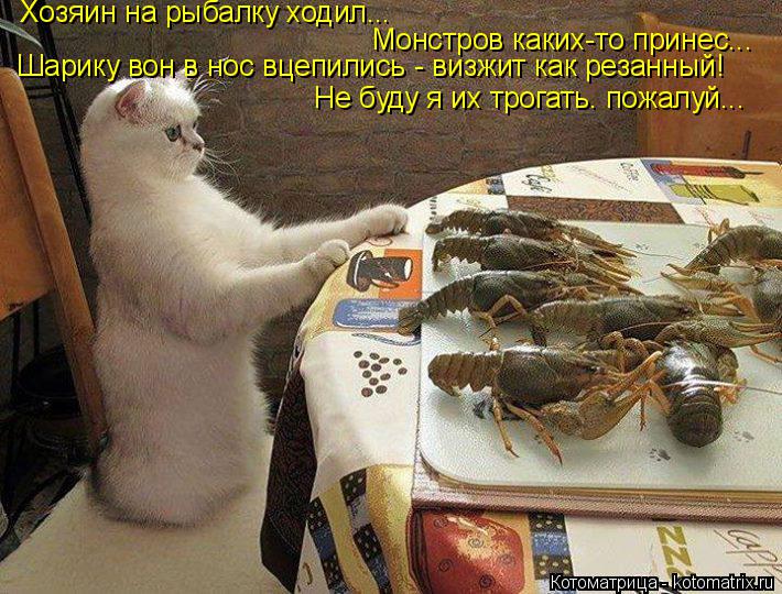 Хозяин на рыбалку ходил... Монстров каких-то принес... Шарику вон в нос вцепились - визжит как резанн... Котоматрица: Хозяин на рыбалку ходил... Монстров каких-то принес... Шарику вон в нос вцепились - визжит как резанный! Не буду я их трогать. пожалуй...