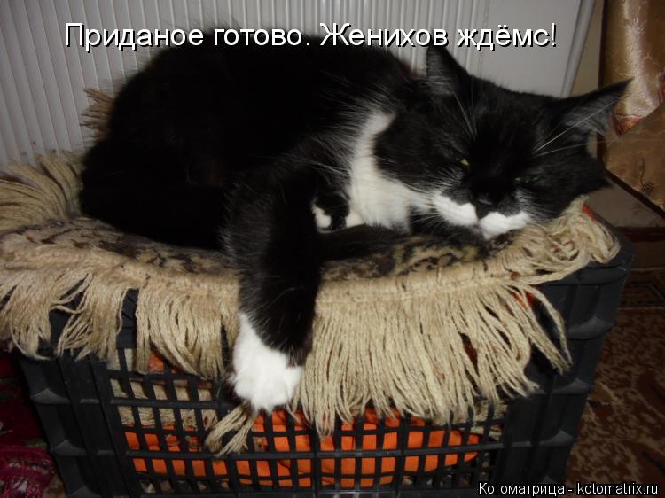 Приданое готово. Женихов ждёмс!... Котоматрица: Приданое готово. Женихов ждёмс!