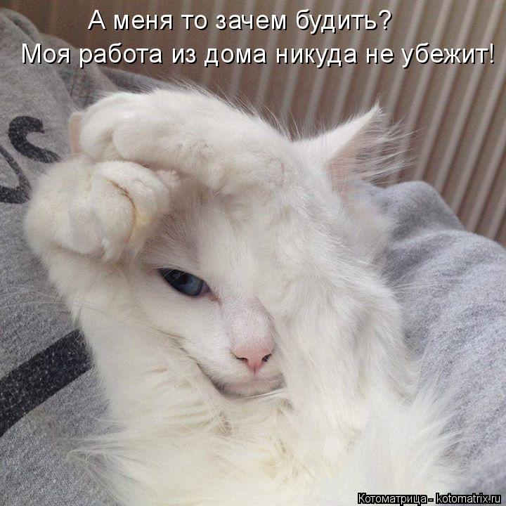А меня то зачем будить? Моя работа из дома никуда не убежит!... Котоматрица: А меня то зачем будить? Моя работа из дома никуда не убежит!