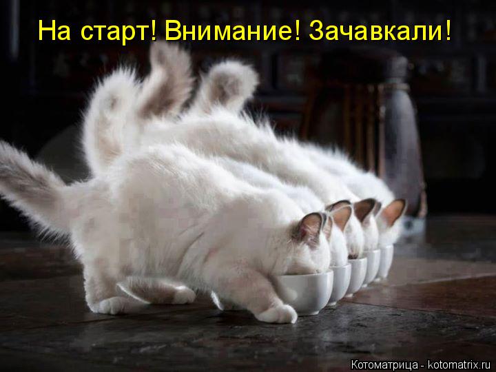На старт! Внимание! Зачавкали!... Котоматрица: На старт! Внимание! Зачавкали!