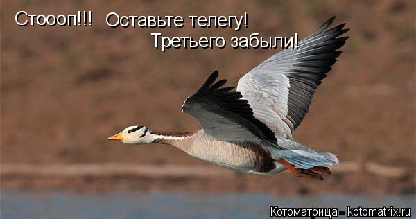 Стоооп!!! Оставьте телегу! Третьего забыли!... Котоматрица: Стоооп!!! Оставьте телегу! Третьего забыли!