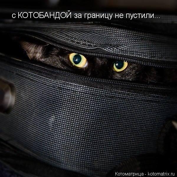 с КОТОБАНДОЙ за границу не пустили...... Котоматрица: с КОТОБАНДОЙ за границу не пустили...