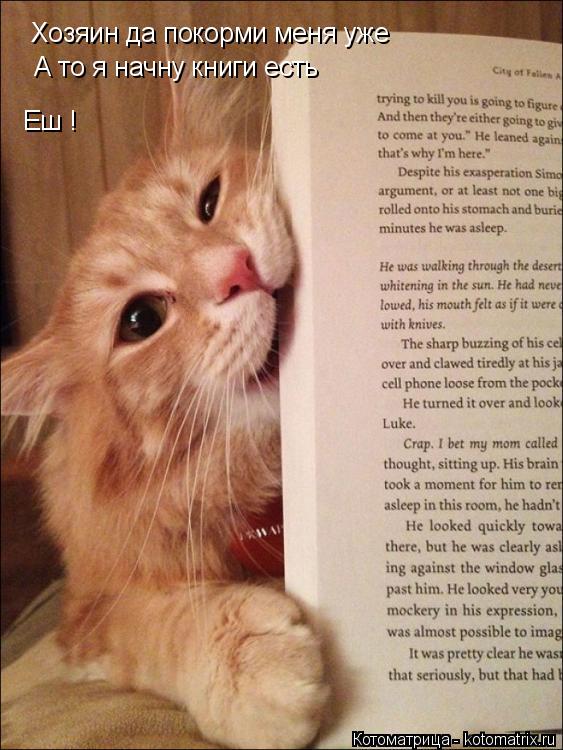 Хозяин да покорми меня уже А то я начну книги есть Еш !... Котоматрица: Хозяин да покорми меня уже А то я начну книги есть Еш !