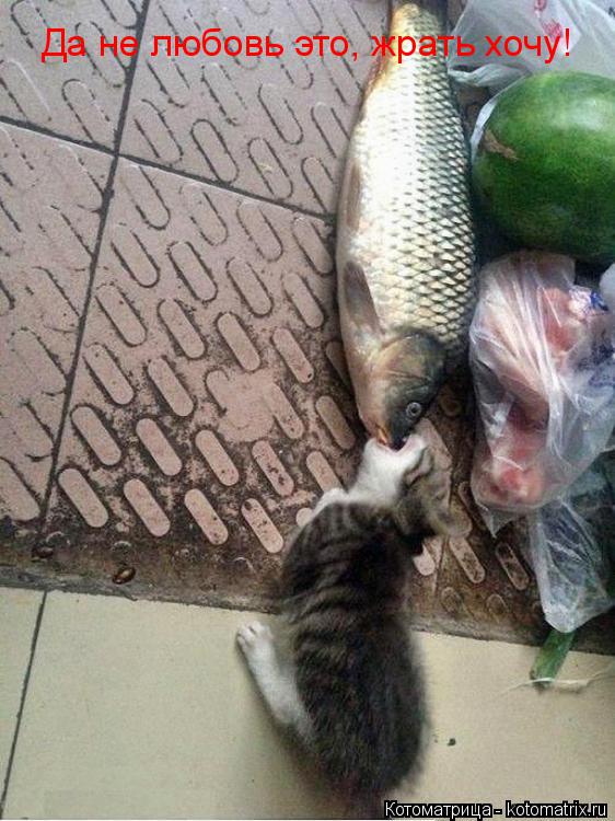 Да не любовь это, жрать хочу!... Котоматрица: Да не любовь это, жрать хочу!