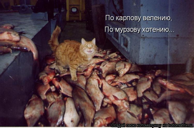 По карпову велению, По мурзову хотению...... Котоматрица: По карпову велению, По мурзову хотению...