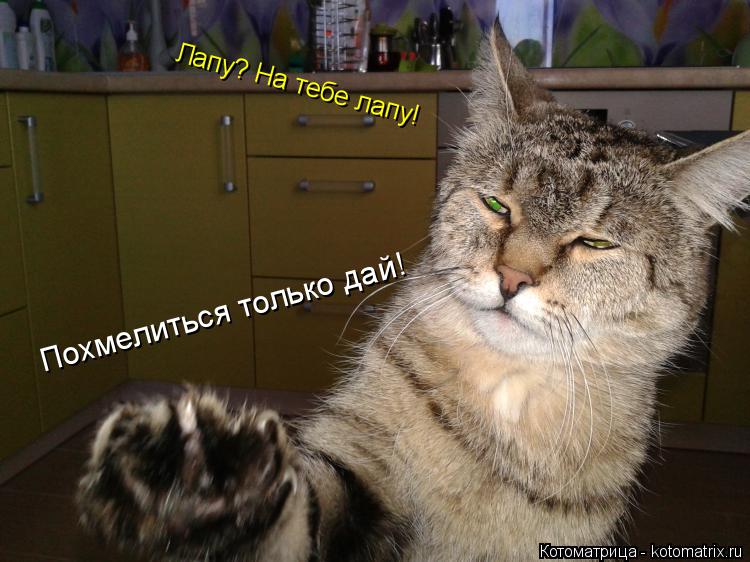 Лапу? На тебе лапу! Похмелиться только дай!... Котоматрица: Лапу? На тебе лапу! Похмелиться только дай!