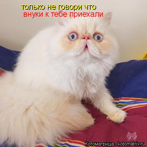 Котоматрица: только не говори что  внуки к тебе приехали