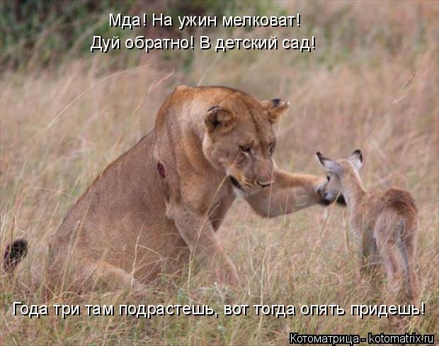 Года три там подрастешь, вот тогда опять придешь! Мда! На ужин мелковат! Дуй обратно! В детский сад!... Котоматрица: Года три там подрастешь, вот тогда опять придешь! Мда! На ужин мелковат! Дуй обратно! В детский сад!