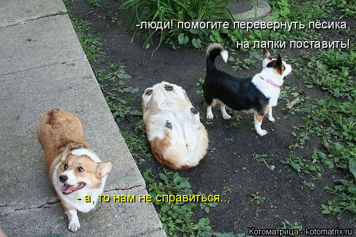 Котоматрица: -люди! помогите перевернуть пёсика, на лапки поставить! - а, то нам не справиться...