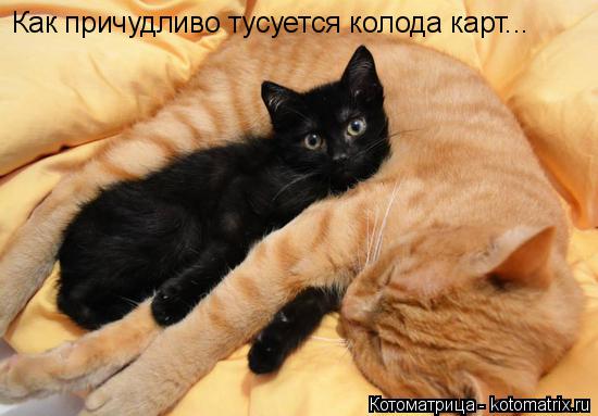 Котоматрица: Как причудливо тусуется колода карт...