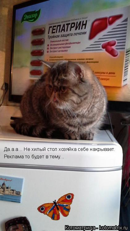 Котоматрица: Реклама то будет в тему... Реклама то будет в тему... Да.а.а... Не хилый стол хозяйка себе накрывает.