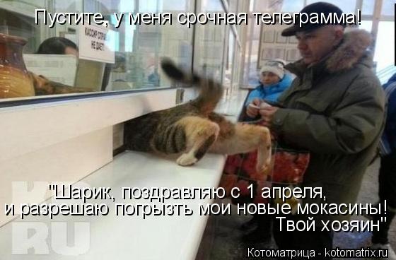 Котоматрица: Пустите, у меня срочная телеграмма! "Шарик, поздравляю с 1 апреля,  и разрешаю погрызть мои новые мокасины! Твой хозяин"