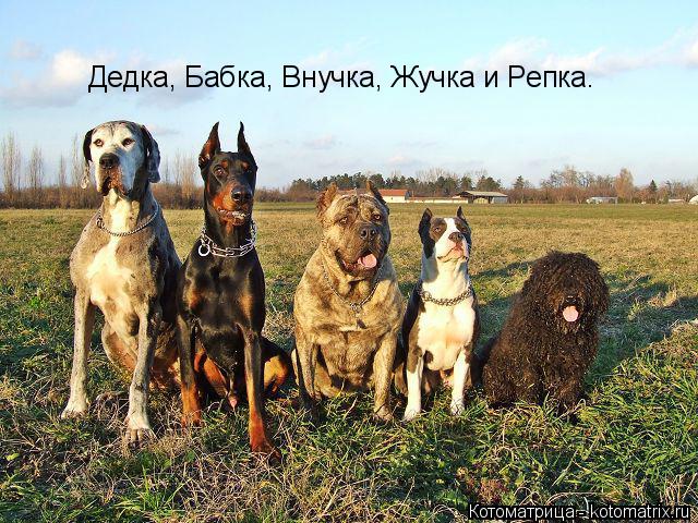 Котоматрица: Дедка, Бабка, Внучка, Жучка и Репка.