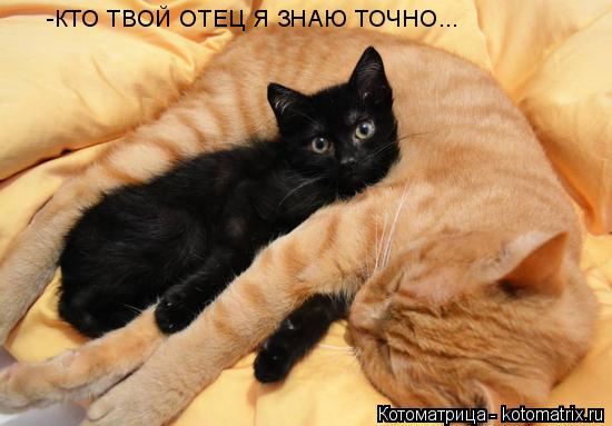 Котоматрица: -КТО ТВОЙ ОТЕЦ Я ЗНАЮ ТОЧНО...