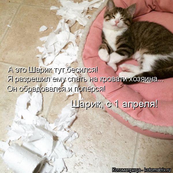 Котоматрица: А это Шарик тут бесился! Я разрешил ему спать на кровати хозяина... Шарик, с 1 апреля! Он обрадовался и попёрся!