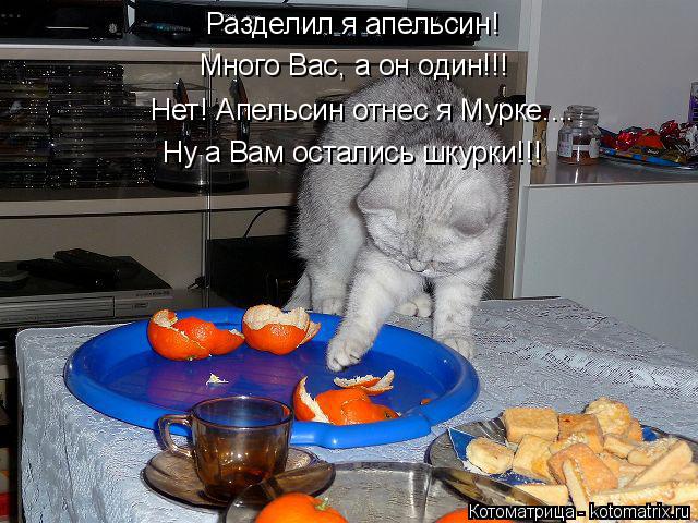 Котоматрица: Разделил я апельсин! Много Вас, а он один!!! Нет! Апельсин отнес я Мурке.... Ну а Вам остались шкурки!!!