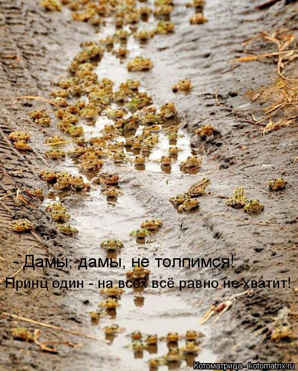 Котоматрица: - Дамы, дамы, не толпимся! Принц один - на всех всё равно не хватит!