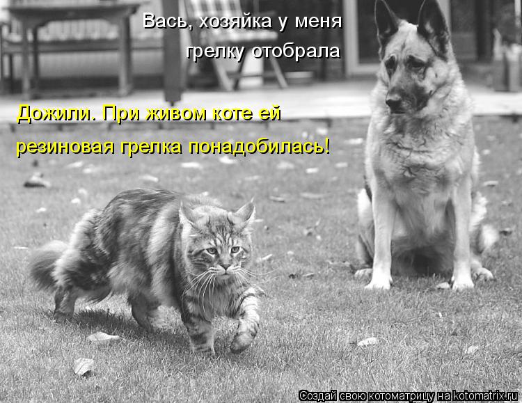 Котоматрица: Вась, хозяйка у меня  грелку отобрала Дожили. При живом коте ей  резиновая грелка понадобилась!