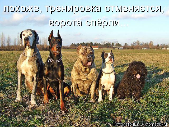 Котоматрица: похоже, тренировка отменяется, ворота спёрли...