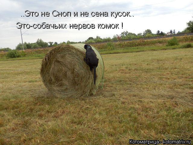 Котоматрица: ..Это не Сноп и не сена кусок.. Это-собачьих нервов комок !