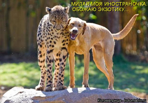 Котоматрица: МИЛАЯ МОЯ ИНОСТРАНОЧКА... ОБОЖАЮ ЭКЗОТИКУ...