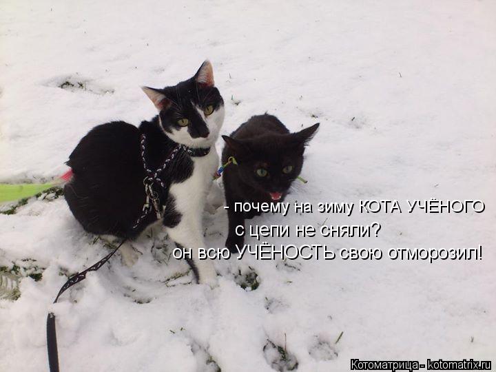 Котоматрица: - почему на зиму КОТА УЧЁНОГО с цепи не сняли? он всю УЧЁНОСТЬ свою отморозил!