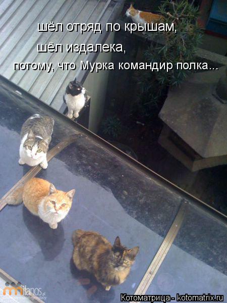 Котоматрица: шёл отряд по крышам, шёл издалека, потому, что Мурка командир полка...