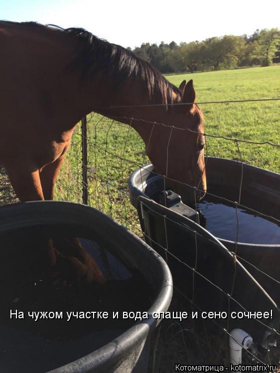 Котоматрица: На чужом участке и вода слаще и сено сочнее!