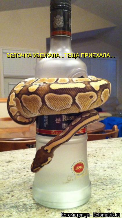 Котоматрица: БЕЛОЧКА УБЕЖАЛА...ТЕЩА ПРИЕХАЛА...
