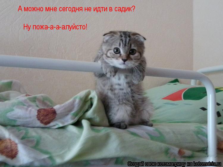 Котоматрица: А можно мне сегодня не идти в садик? Ну пожа-а-а-алуйсто!