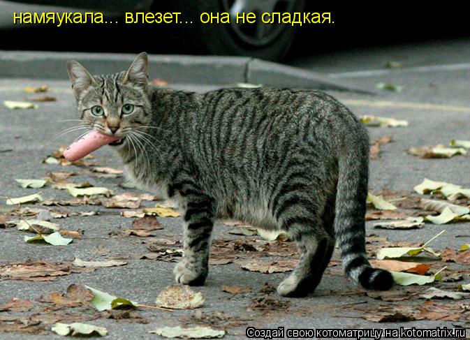 намяукала... влезет... она не сладкая.... Котоматрица: намяукала... влезет... она не сладкая.