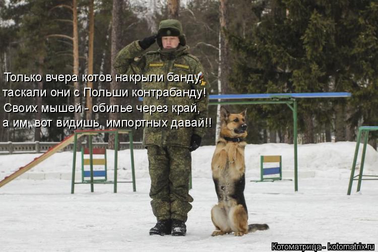 Только вчера котов накрыли банду, таскали они с Польши контрабанду! Своих мышей - обилье через край, ... Котоматрица: Только вчера котов накрыли банду, таскали они с Польши контрабанду! Своих мышей - обилье через край, а им, вот видишь, импортных давай!!