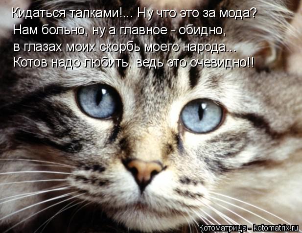 Котоматрица: Кидаться тапками!... Ну что это за мода? Нам больно, ну а главное - обидно, в глазах моих скорбь моего народа... Котов надо любить, ведь это очеви