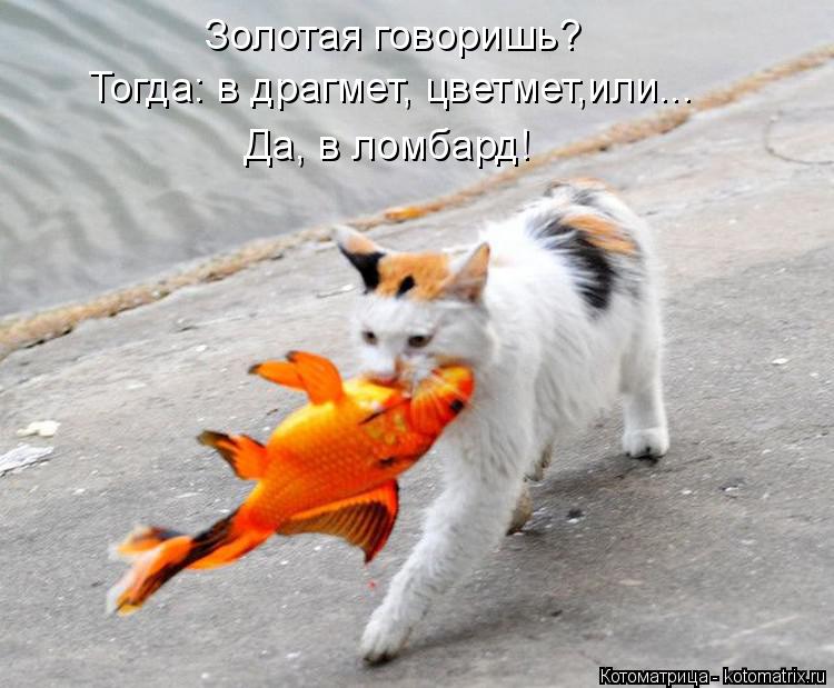 Котоматрица: Золотая говоришь? Тогда: в драгмет, цветмет,или... Да, в ломбард!