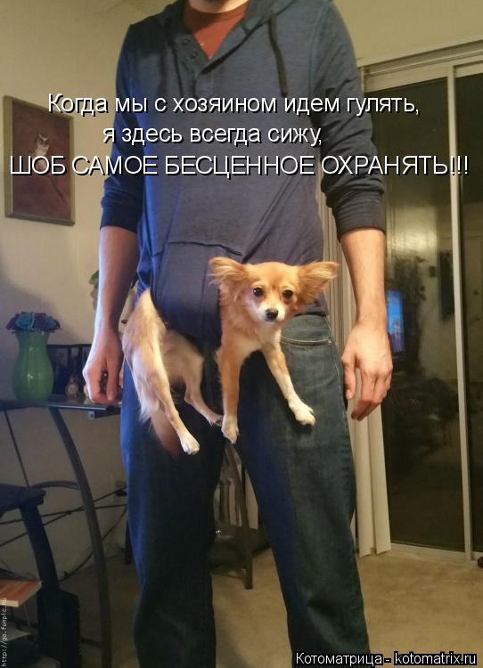 Котоматрица: Когда мы с хозяином идем гулять,  я здесь всегда сижу,  ШОБ САМОЕ БЕСЦЕННОЕ ОХРАНЯТЬ!!!