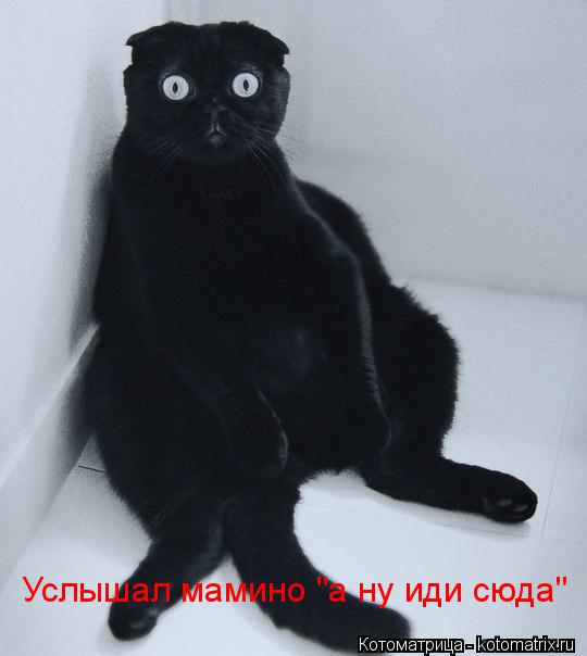 Котоматрица: Услышал мамино "а ну иди сюда"