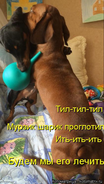 Котоматрица: Будем мы его лечить! Тил-тил-тил Мурзик шарик проглотил! Ить-ить-ить