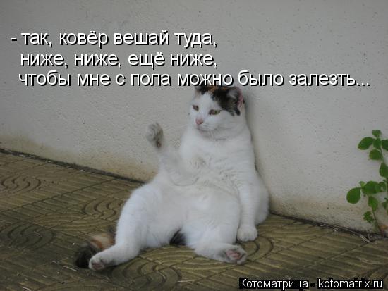 Котоматрица: - так, ковёр вешай туда, ниже, ниже, ещё ниже, чтобы мне с пола можно было залезть...