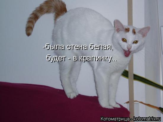 Котоматрица: -была стена белая,  будет - в крапинку...