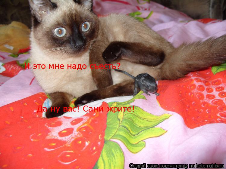 Котоматрица: И это мне надо съесть? Да ну вас! Сами жрите!