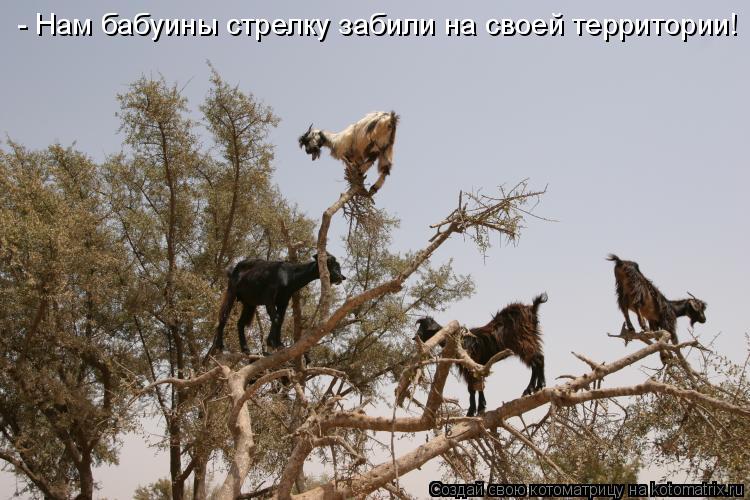 Котоматрица: - Нам бабуины стрелку забили на своей территории!