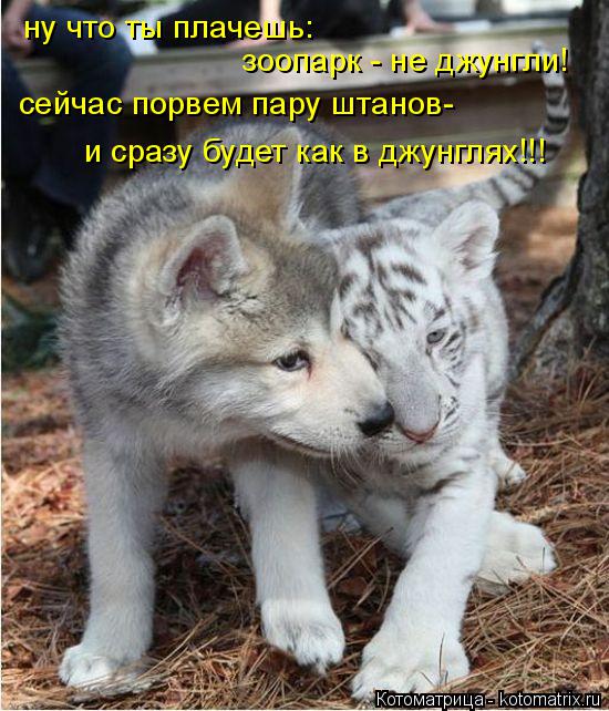 Котоматрица: ну что ты плачешь: зоопарк - не джунгли! сейчас порвем пару штанов- и сразу будет как в джунглях!!!