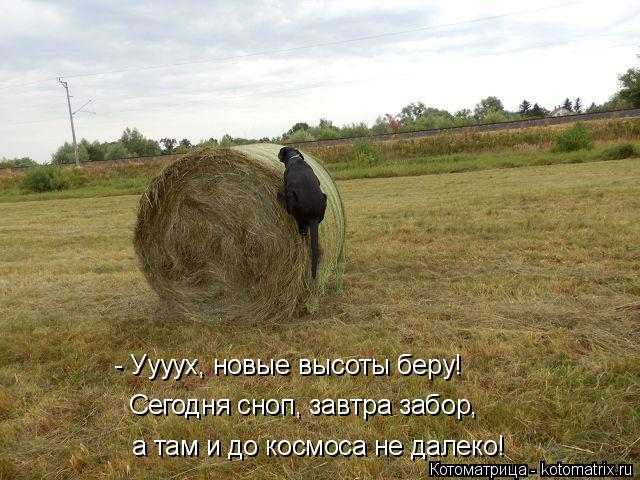 Котоматрица: - Уууух, новые высоты беру! Сегодня сноп, завтра забор, а там и до космоса не далеко!