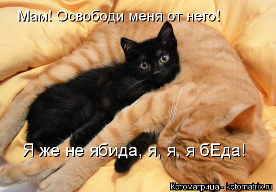 Котоматрица: Мам! Освободи меня от него! Я же не ябида, я, я, я бЕда!