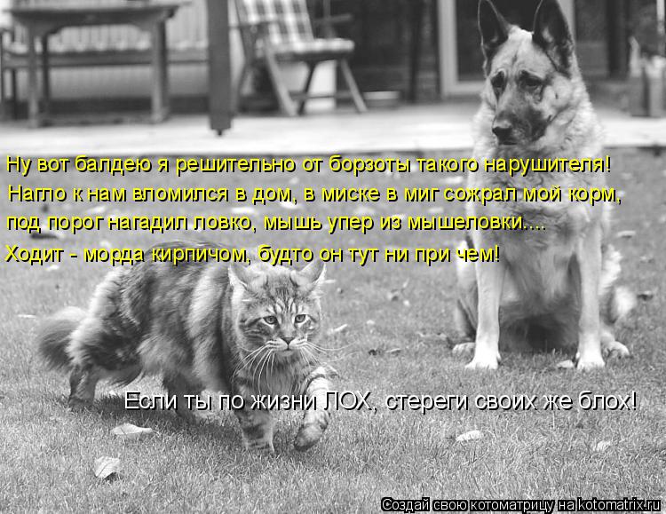 Котоматрица: Ну вот балдею я решительно от борзоты такого нарушителя! Нагло к нам вломился в дом, в миске в миг сожрал мой корм, под порог нагадил ловко, м