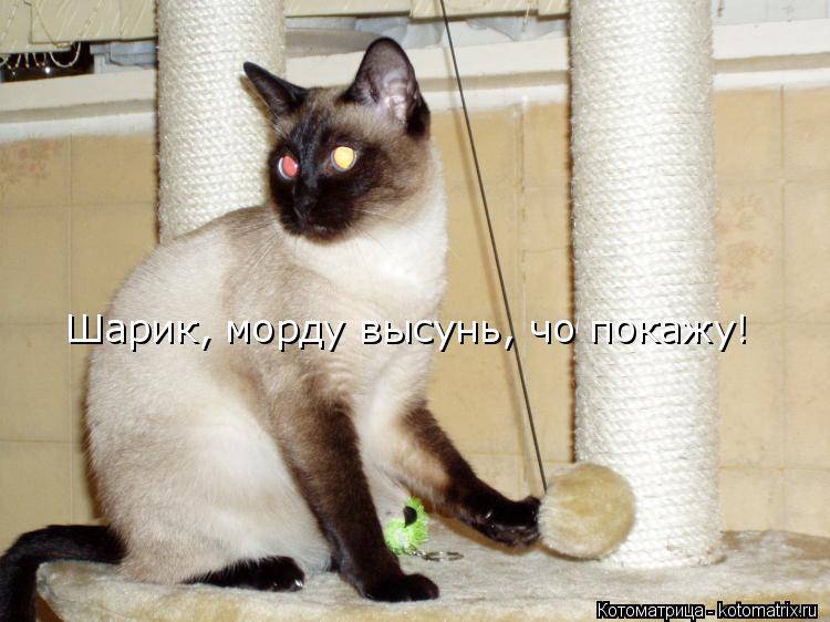 Котоматрица: Шарик, морду высунь, чо покажу!