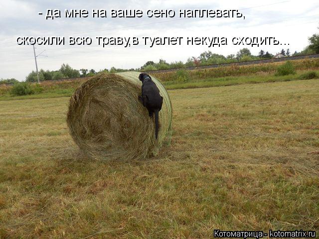 Котоматрица: - да мне на ваше сено наплевать, скосили всю траву,в туалет некуда сходить...