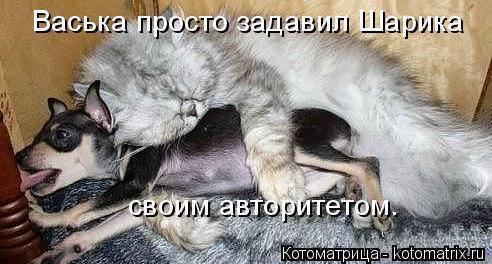 Котоматрица: Васька просто задавил Шарика своим авторитетом.
