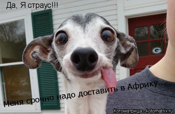Да, Я страус!!! Меня срочно надо доставить в Африку...... Котоматрица: Да, Я страус!!! Меня срочно надо доставить в Африку...