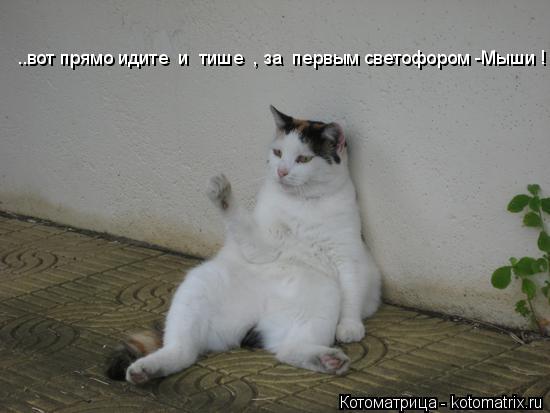 Котоматрица: ..вот прямо идите  и  тише  , за  первым светофором -Мыши !